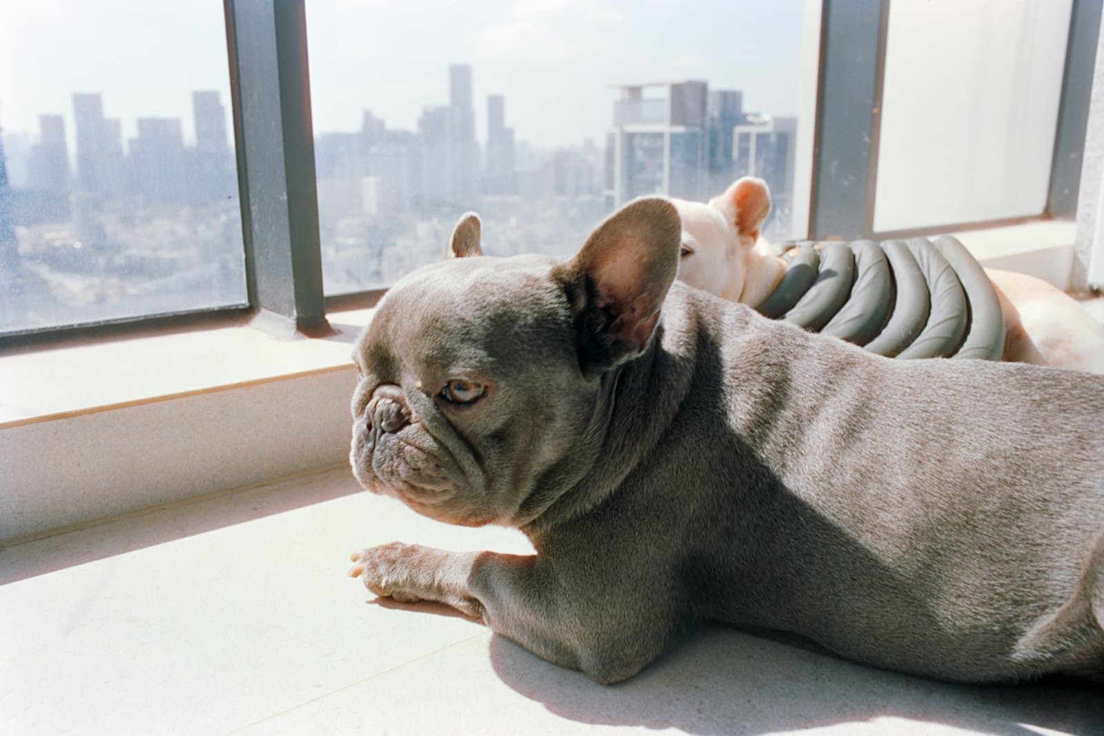 Two french bulldogs resting by a window overlooking the city